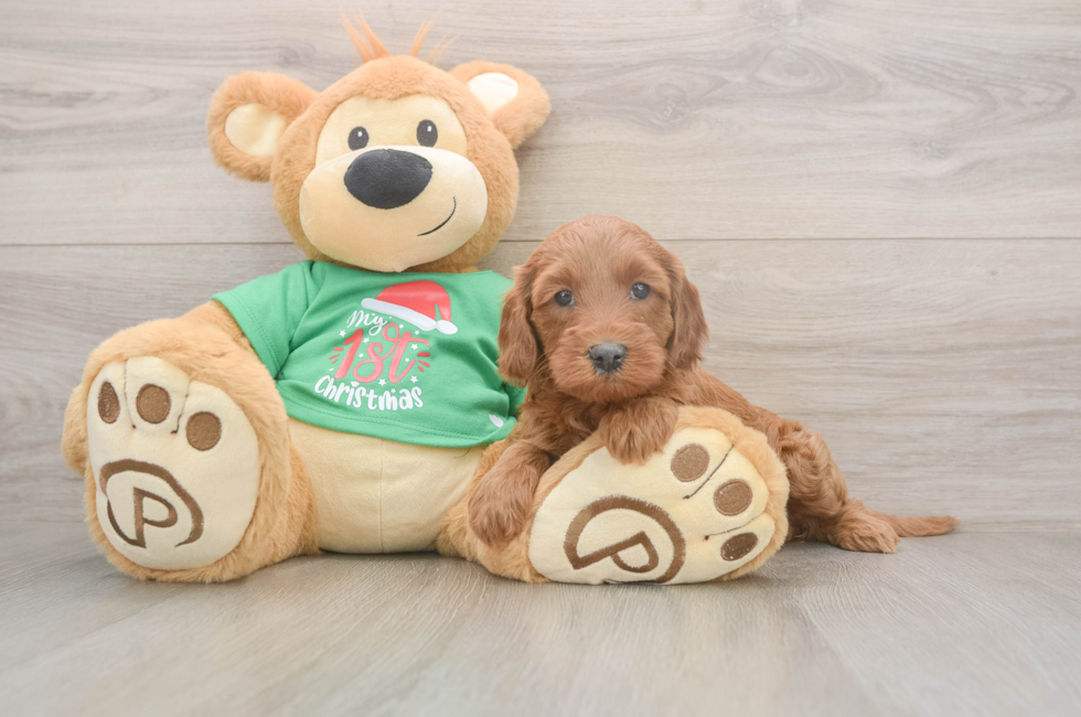 5 week old Mini Irish Doodle Puppy For Sale - Seaside Pups