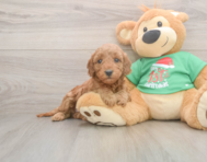 6 week old Mini Irish Doodle Puppy For Sale - Seaside Pups