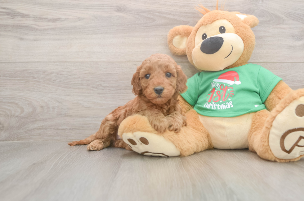 5 week old Mini Irish Doodle Puppy For Sale - Seaside Pups