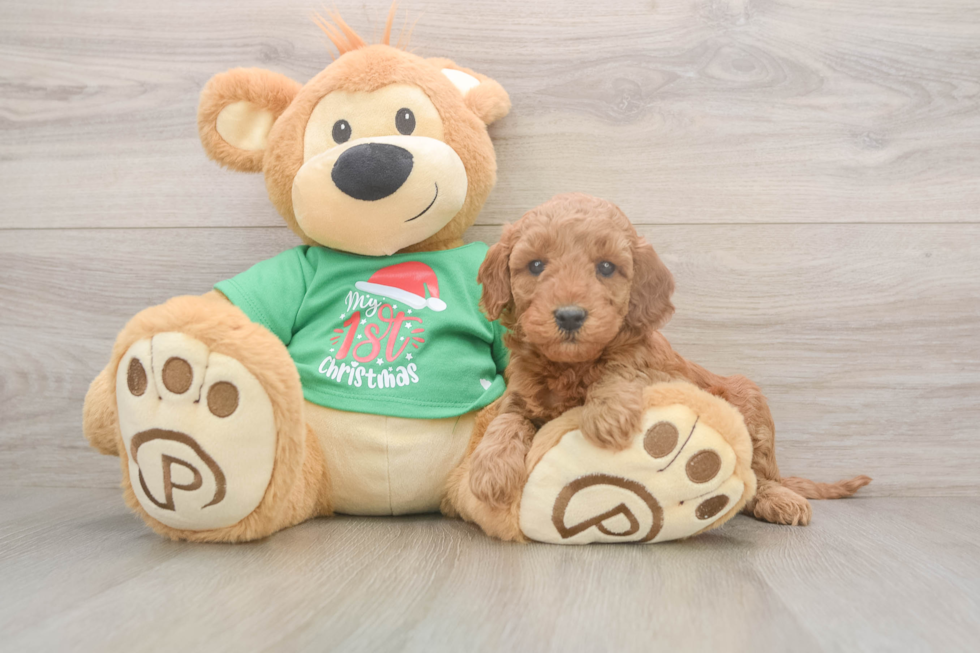 Mini Irish Doodle Pup Being Cute