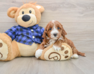 5 week old Mini Irish Doodle Puppy For Sale - Seaside Pups