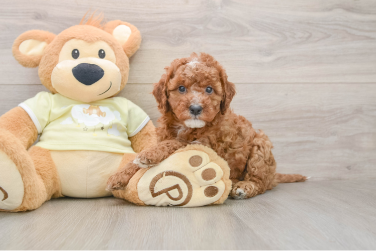 Mini Irish Doodle Pup Being Cute