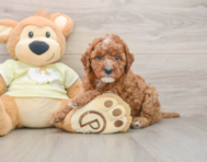 8 week old Mini Irish Doodle Puppy For Sale - Seaside Pups