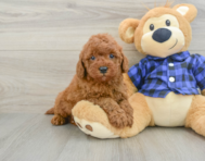 5 week old Mini Irish Doodle Puppy For Sale - Seaside Pups