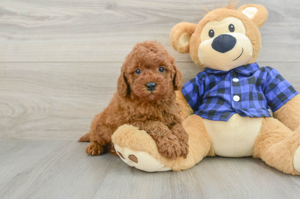 5 week old Mini Irish Doodle Puppy For Sale - Seaside Pups