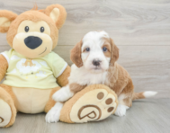 5 week old Mini Irish Doodle Puppy For Sale - Seaside Pups