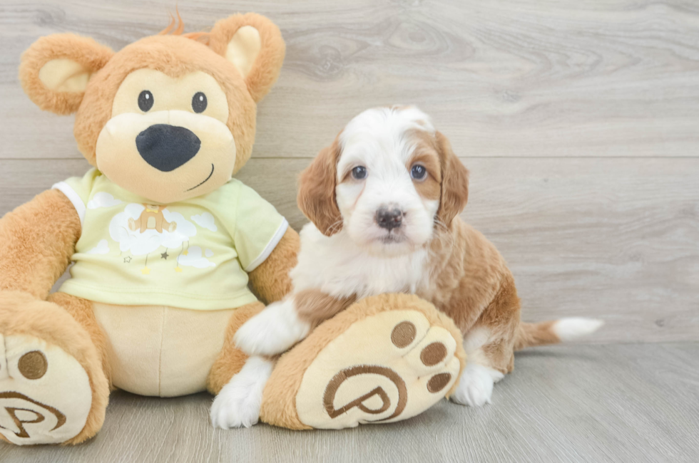 5 week old Mini Irish Doodle Puppy For Sale - Seaside Pups