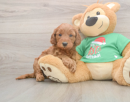 5 week old Mini Irish Doodle Puppy For Sale - Seaside Pups