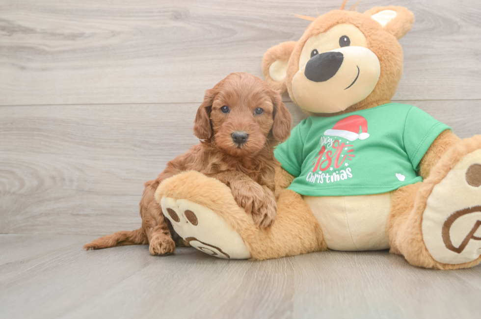 5 week old Mini Irish Doodle Puppy For Sale - Seaside Pups