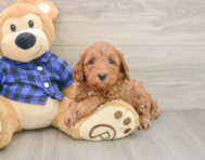 5 week old Mini Irish Doodle Puppy For Sale - Seaside Pups