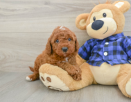 5 week old Mini Irish Doodle Puppy For Sale - Seaside Pups