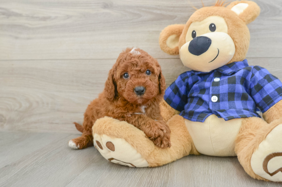 5 week old Mini Irish Doodle Puppy For Sale - Seaside Pups