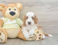 5 week old Mini Irish Doodle Puppy For Sale - Seaside Pups
