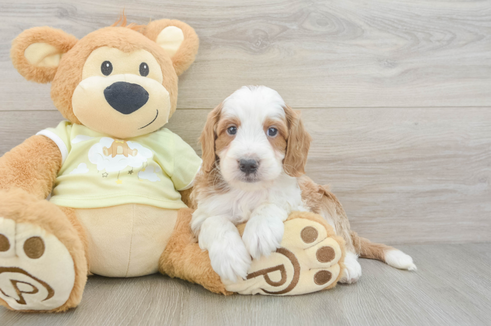 5 week old Mini Irish Doodle Puppy For Sale - Seaside Pups