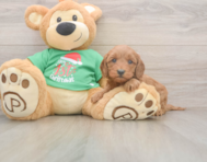 5 week old Mini Irish Doodle Puppy For Sale - Seaside Pups