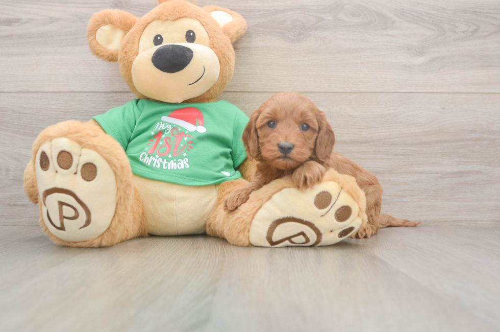 5 week old Mini Irish Doodle Puppy For Sale - Seaside Pups