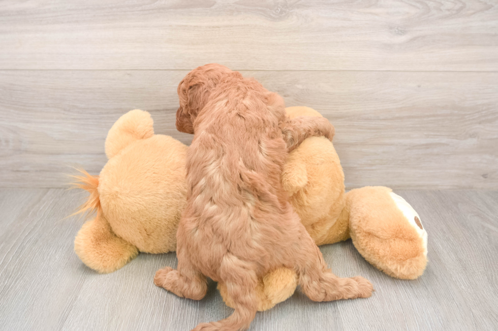 Funny Mini Irish Doodle Poodle Mix Pup