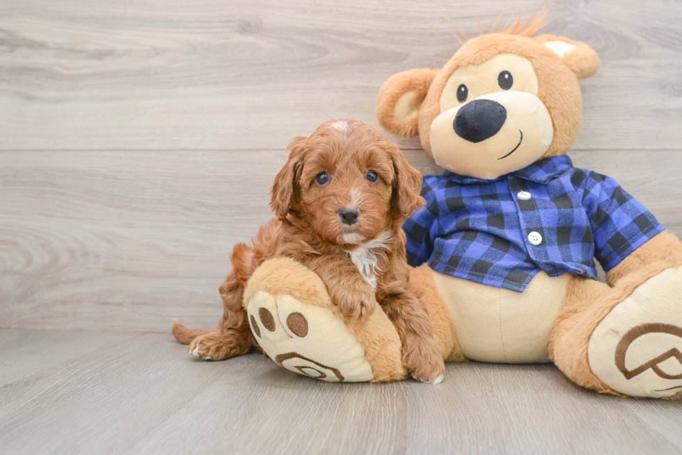 Mini Irish Doodle Puppy for Adoption