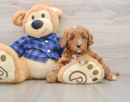 5 week old Mini Irish Doodle Puppy For Sale - Seaside Pups