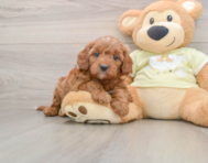 8 week old Mini Irish Doodle Puppy For Sale - Seaside Pups