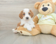 6 week old Mini Irish Doodle Puppy For Sale - Seaside Pups