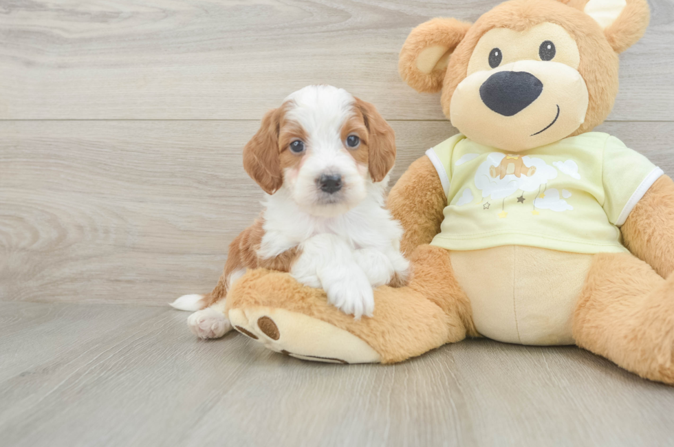 5 week old Mini Irish Doodle Puppy For Sale - Seaside Pups