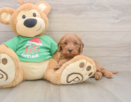 5 week old Mini Irish Doodle Puppy For Sale - Seaside Pups