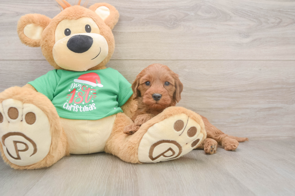 5 week old Mini Irish Doodle Puppy For Sale - Seaside Pups