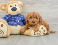 6 week old Mini Irish Doodle Puppy For Sale - Seaside Pups