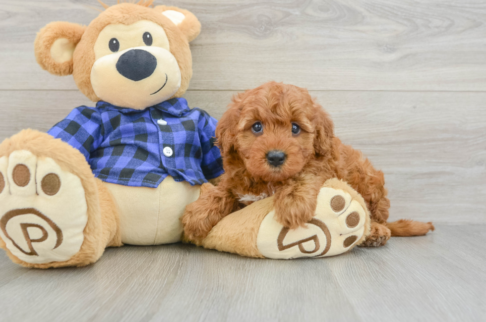 5 week old Mini Irish Doodle Puppy For Sale - Seaside Pups