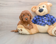 6 week old Mini Irish Doodle Puppy For Sale - Seaside Pups