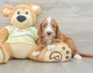 7 week old Mini Irish Doodle Puppy For Sale - Seaside Pups