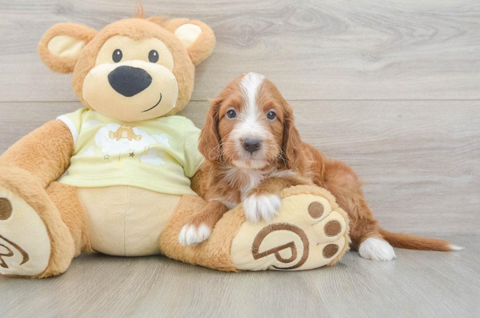 5 week old Mini Irish Doodle Puppy For Sale - Seaside Pups