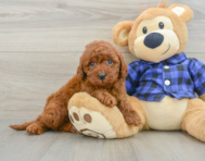 5 week old Mini Irish Doodle Puppy For Sale - Seaside Pups