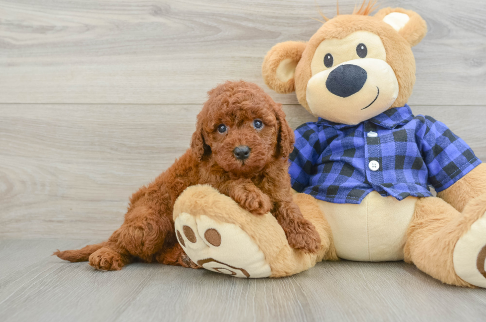 5 week old Mini Irish Doodle Puppy For Sale - Seaside Pups