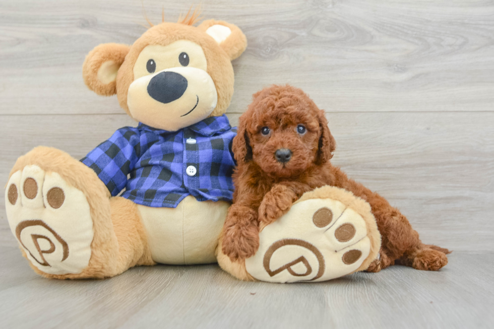Adorable Mini Irishdoodle Poodle Mix Puppy