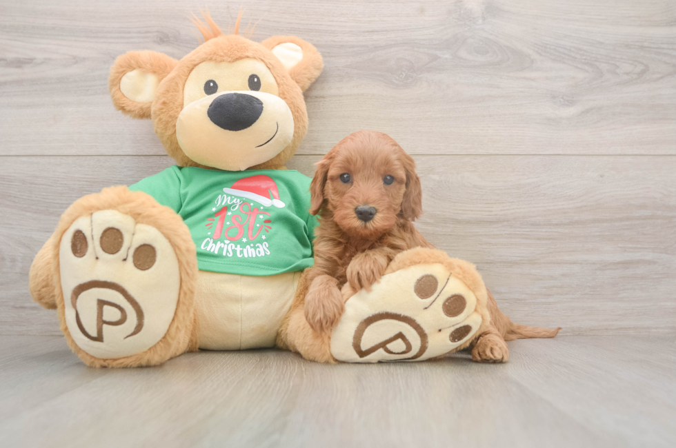 5 week old Mini Irish Doodle Puppy For Sale - Seaside Pups