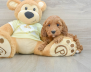 6 week old Mini Irish Doodle Puppy For Sale - Seaside Pups