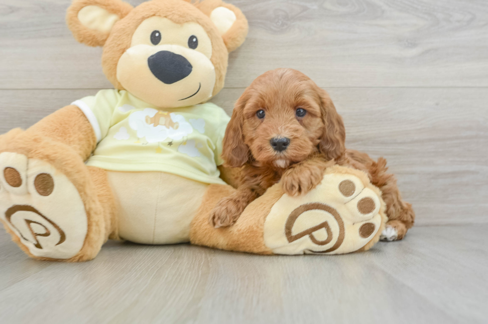 6 week old Mini Irish Doodle Puppy For Sale - Seaside Pups