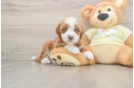 Mini Irish Doodle Pup Being Cute