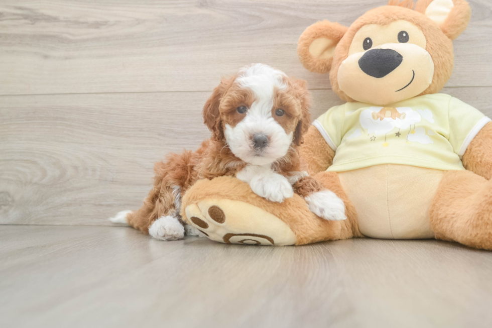 Mini Irish Doodle Pup Being Cute