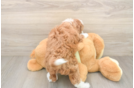 Mini Irish Doodle Puppy for Adoption