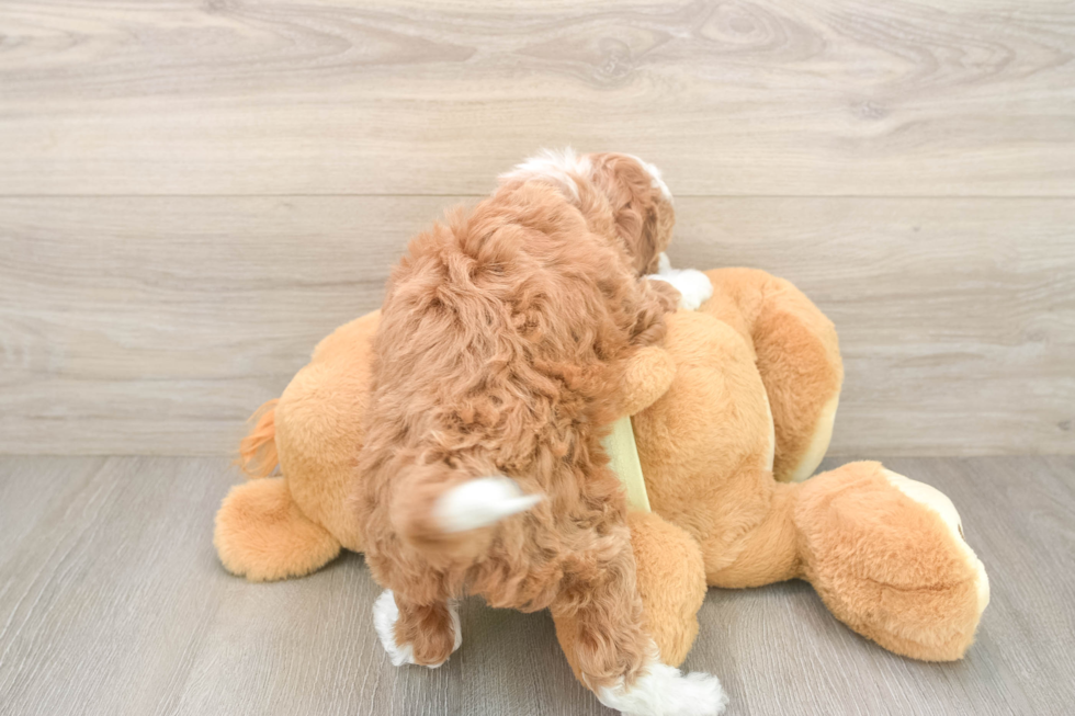 Mini Irish Doodle Puppy for Adoption