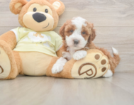 5 week old Mini Irish Doodle Puppy For Sale - Seaside Pups