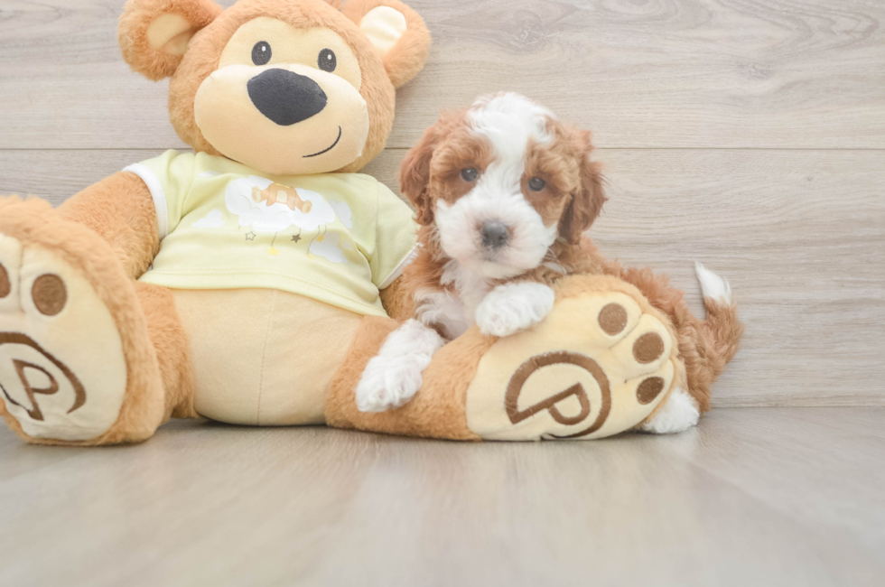 5 week old Mini Irish Doodle Puppy For Sale - Seaside Pups