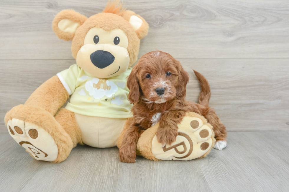 6 week old Mini Irish Doodle Puppy For Sale - Seaside Pups