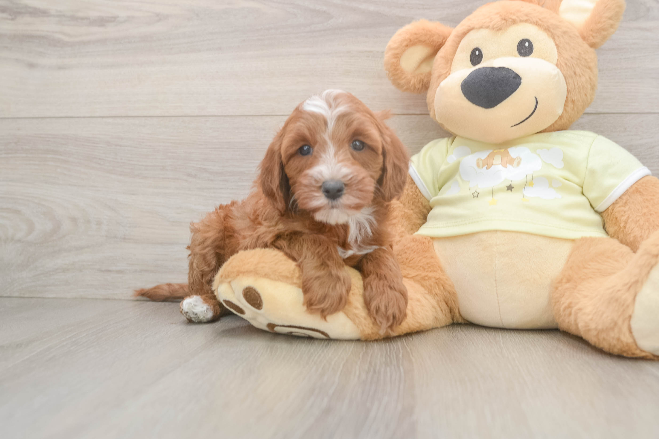 Hypoallergenic Mini Irishdoodle Poodle Mix Puppy