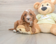 5 week old Mini Irish Doodle Puppy For Sale - Seaside Pups