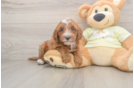 Hypoallergenic Mini Irishdoodle Poodle Mix Puppy