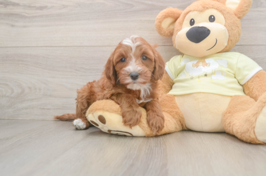 Hypoallergenic Mini Irishdoodle Poodle Mix Puppy